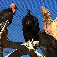 Congregation (California Condors)