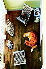 Harry on the deck (September 2010)