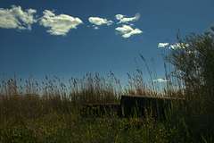 Rusted barrels in tall grass.